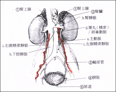 <a href='/jingsuojingmaiquzhang/' target='_blank' class='infotextkey'></a>ͳʽЩ֢